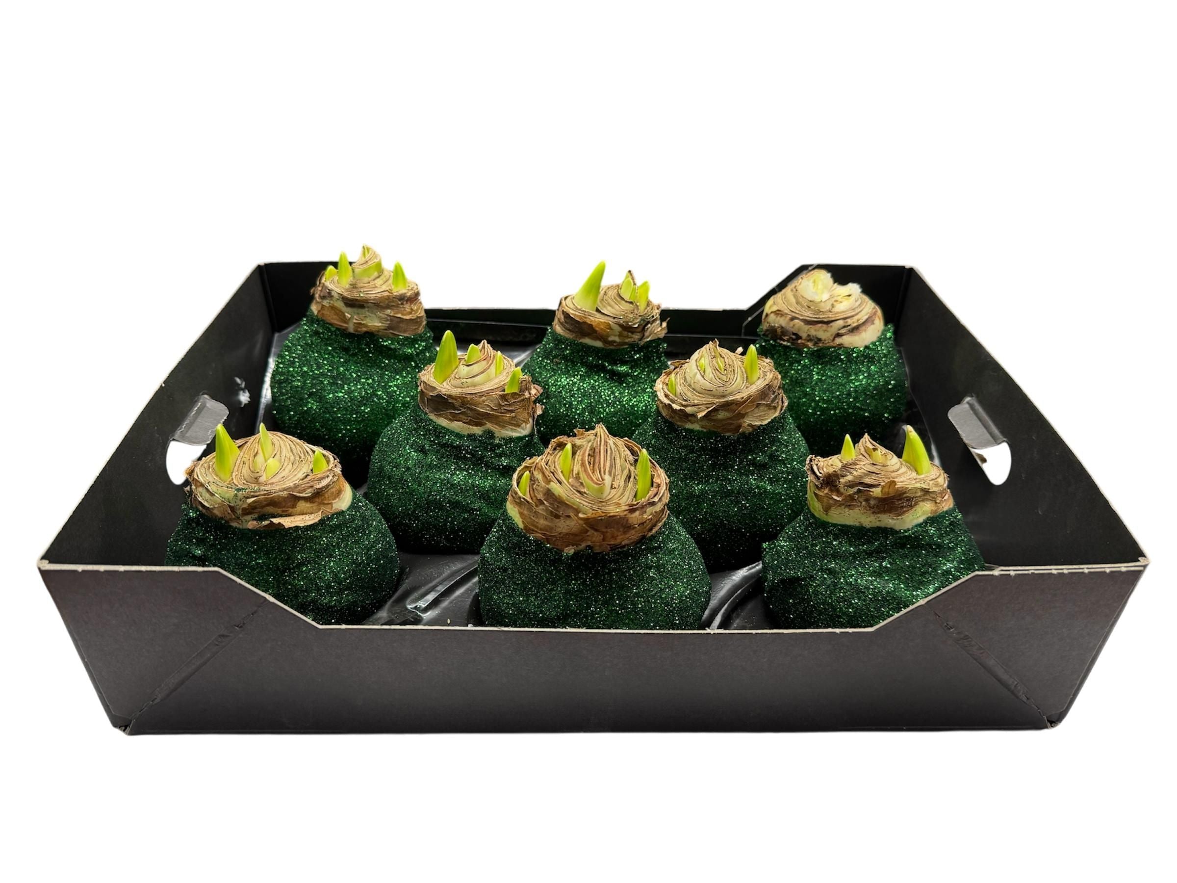 Bioglitter Amaryllis Dennengroen in tray