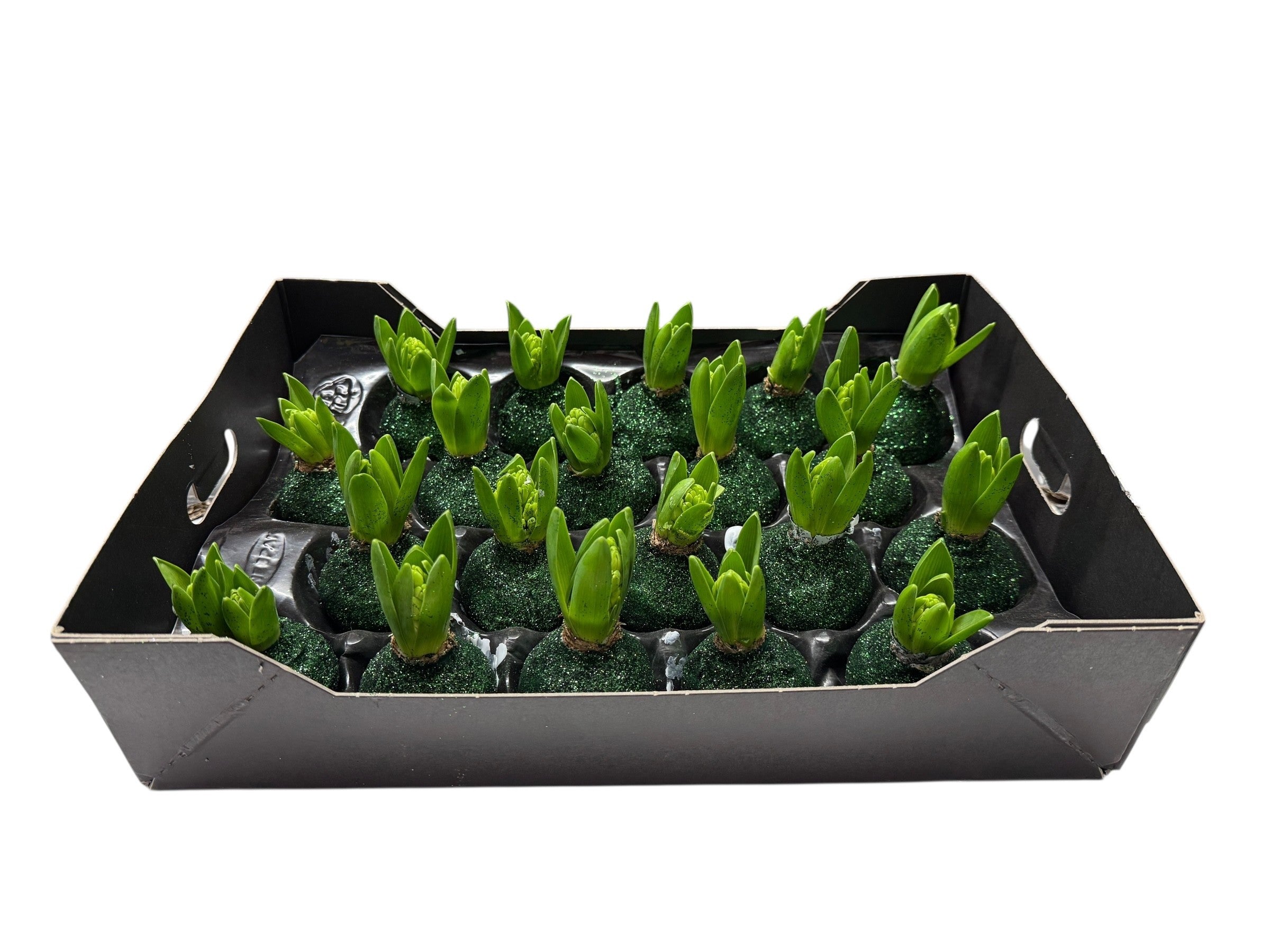 Bioglitter Hyacint Dennengroen in tray
