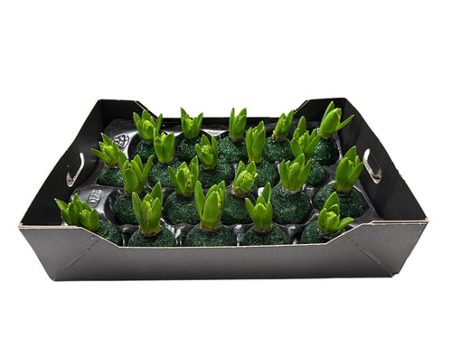 Bioglitter Hyacint Dennengroen in tray