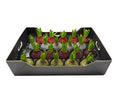 Bioglitter Hyacint Mix in tray