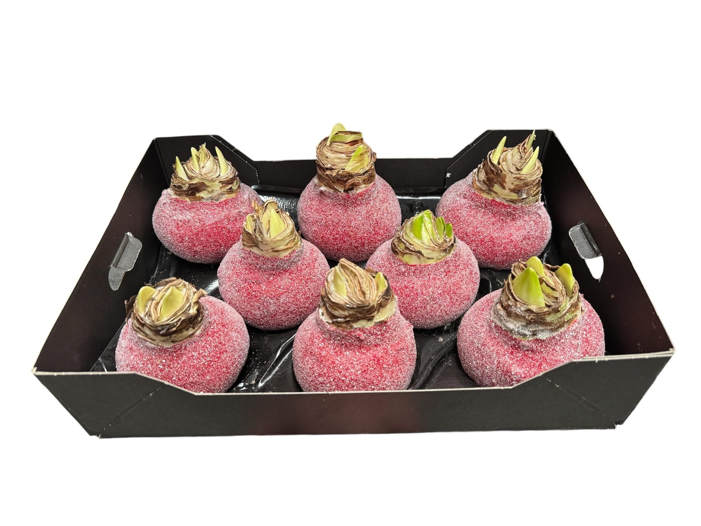 Glitter Amaryllis Kerstrood in tray