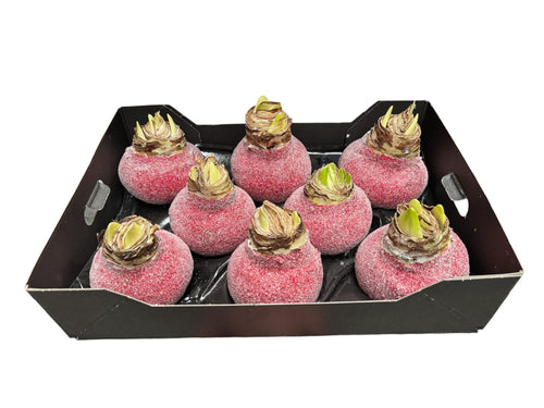Glitter Amaryllis Kerstrood in tray
