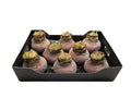 Glitter Amaryllis Koper in tray