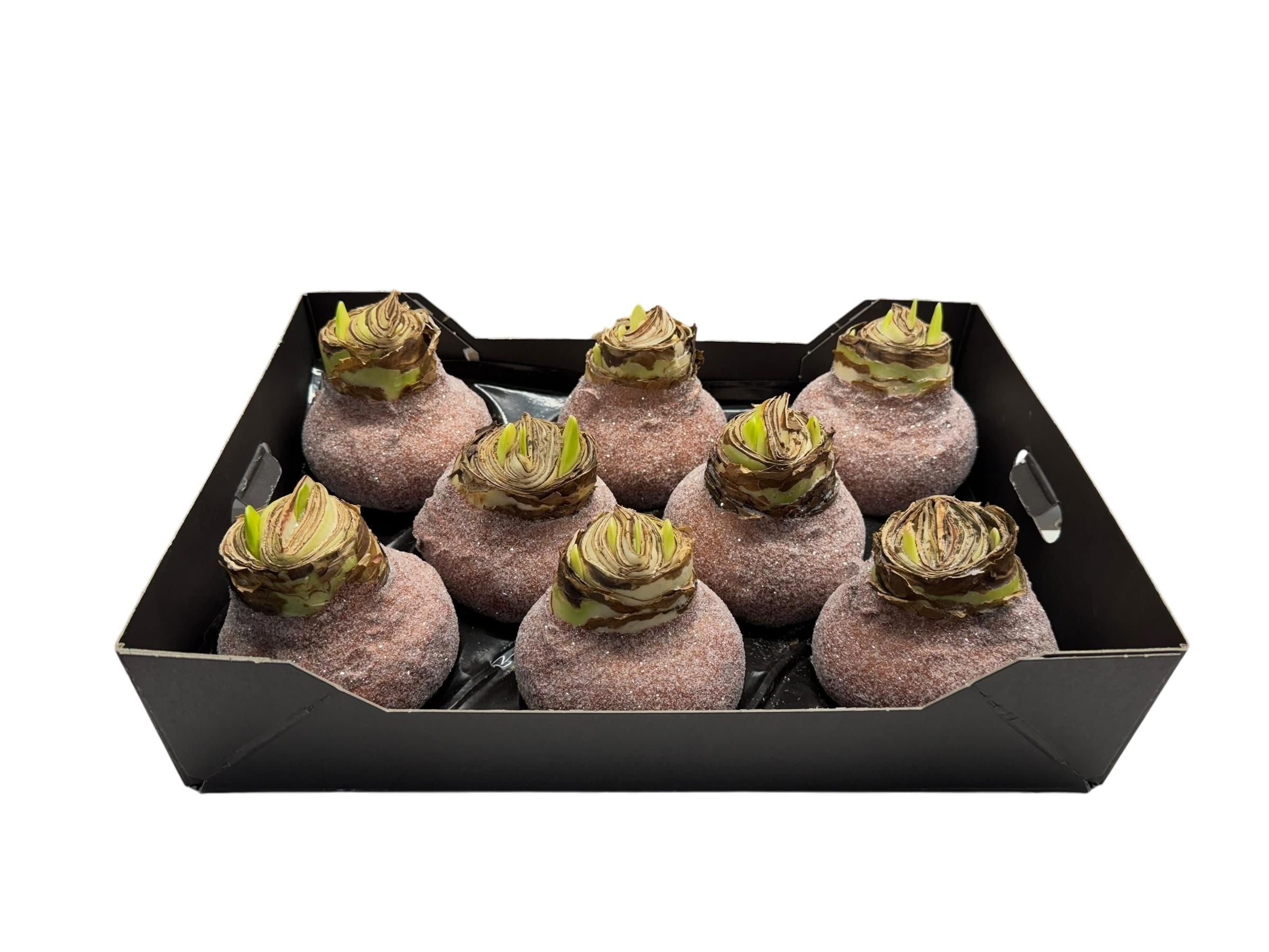 Glitter Amaryllis Koper in tray