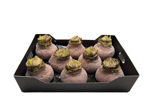 Glitter Amaryllis Koper in tray