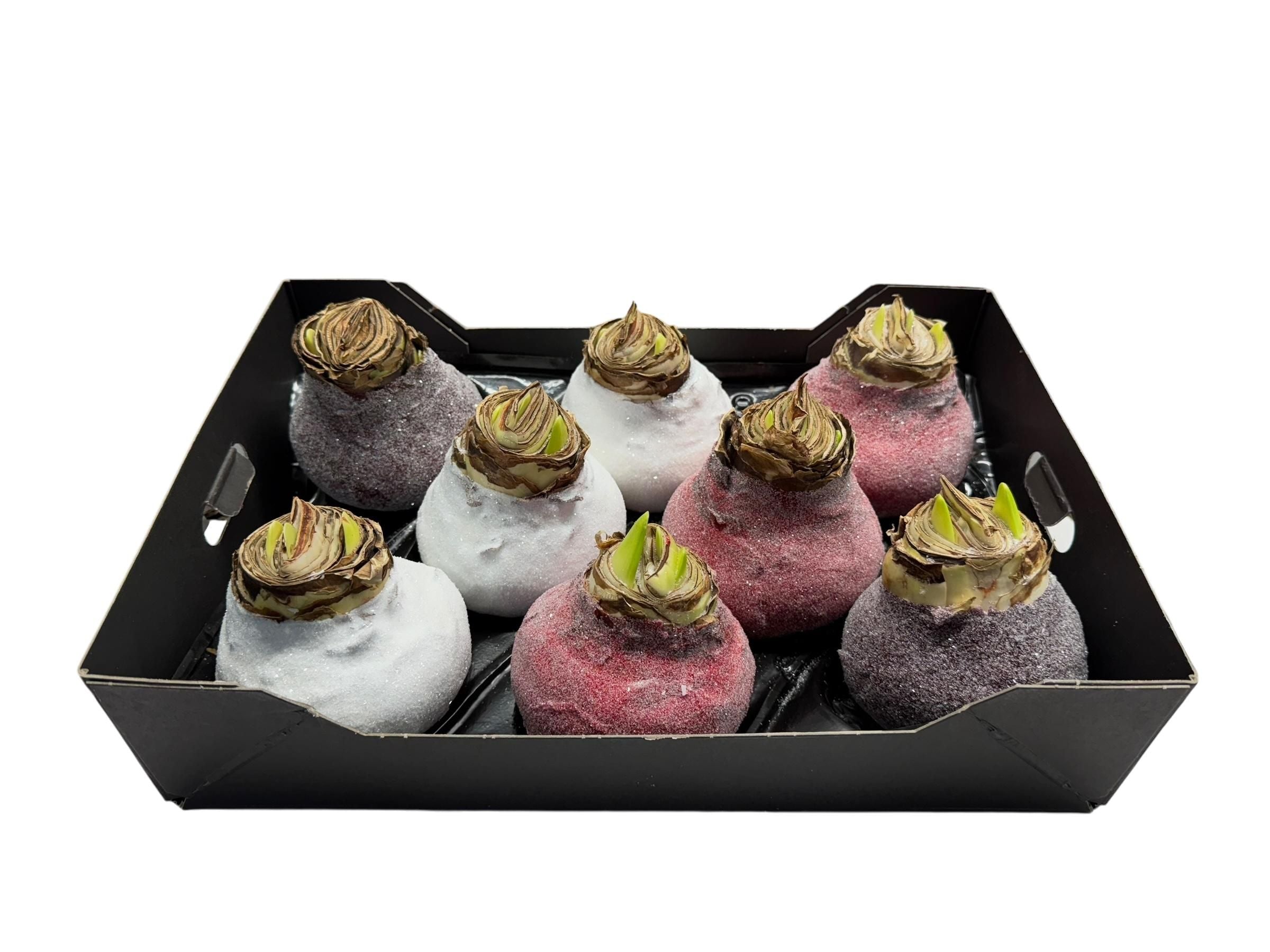 Glitter Amaryllis Mix in tray
