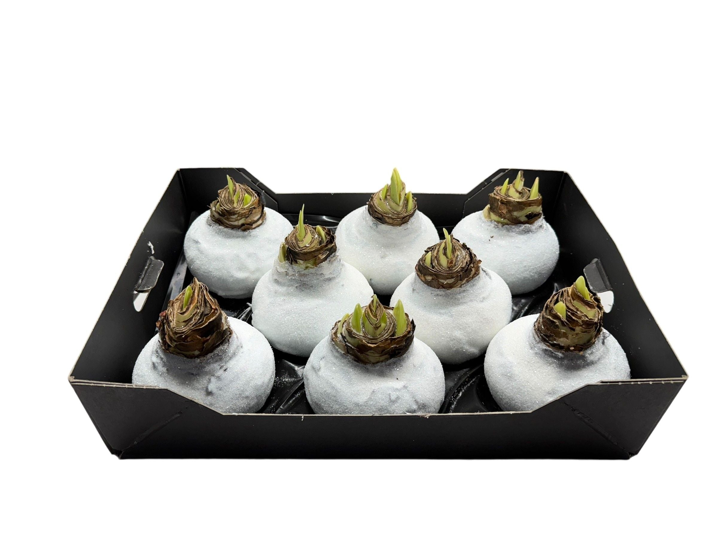 Wax Amaryllis Wit in tray
