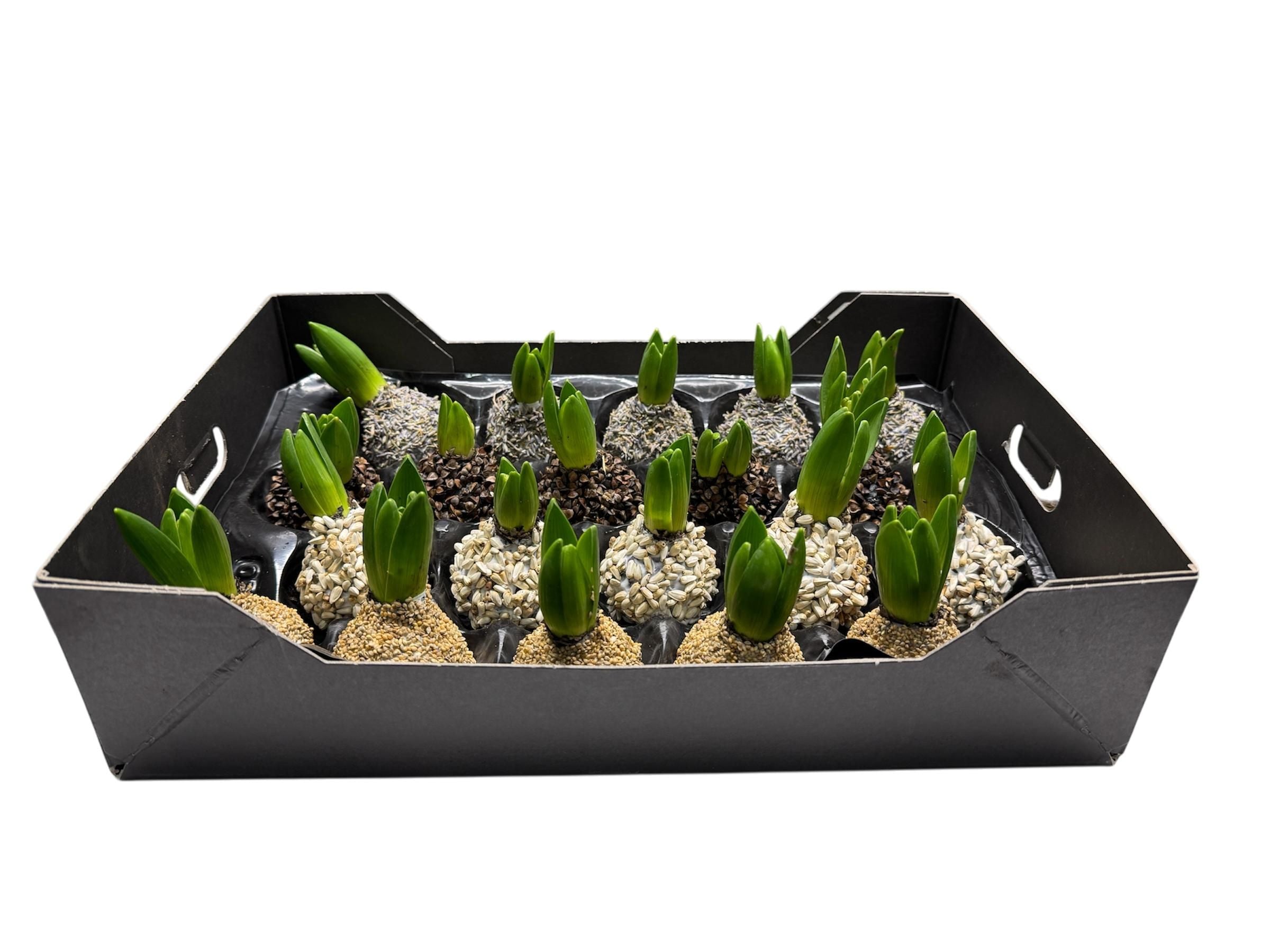 Natuur Hyacint Mix in tray