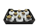 Sneeuw Amaryllis Wit in tray