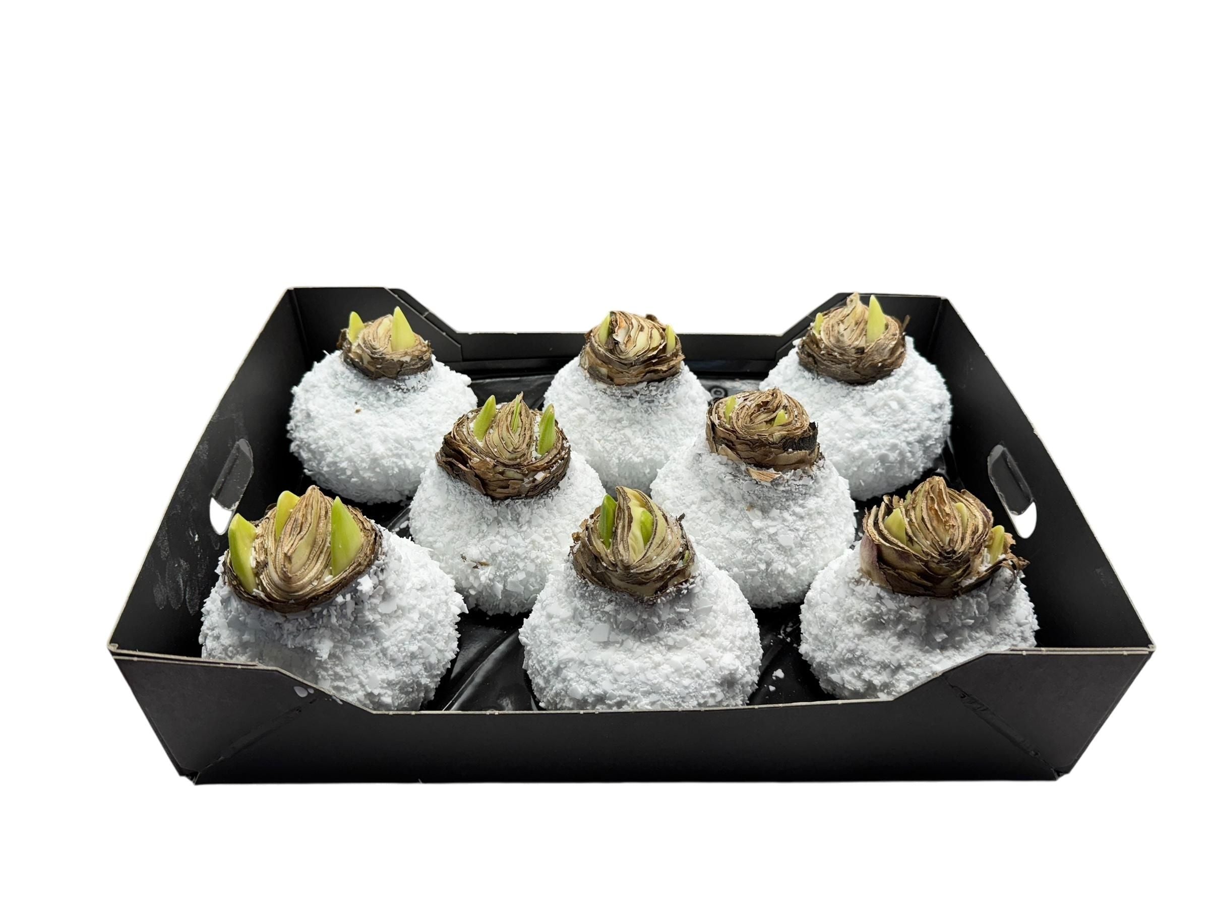 Sneeuw Amaryllis Wit in tray