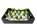 Sneeuw Hyacint Wit in tray