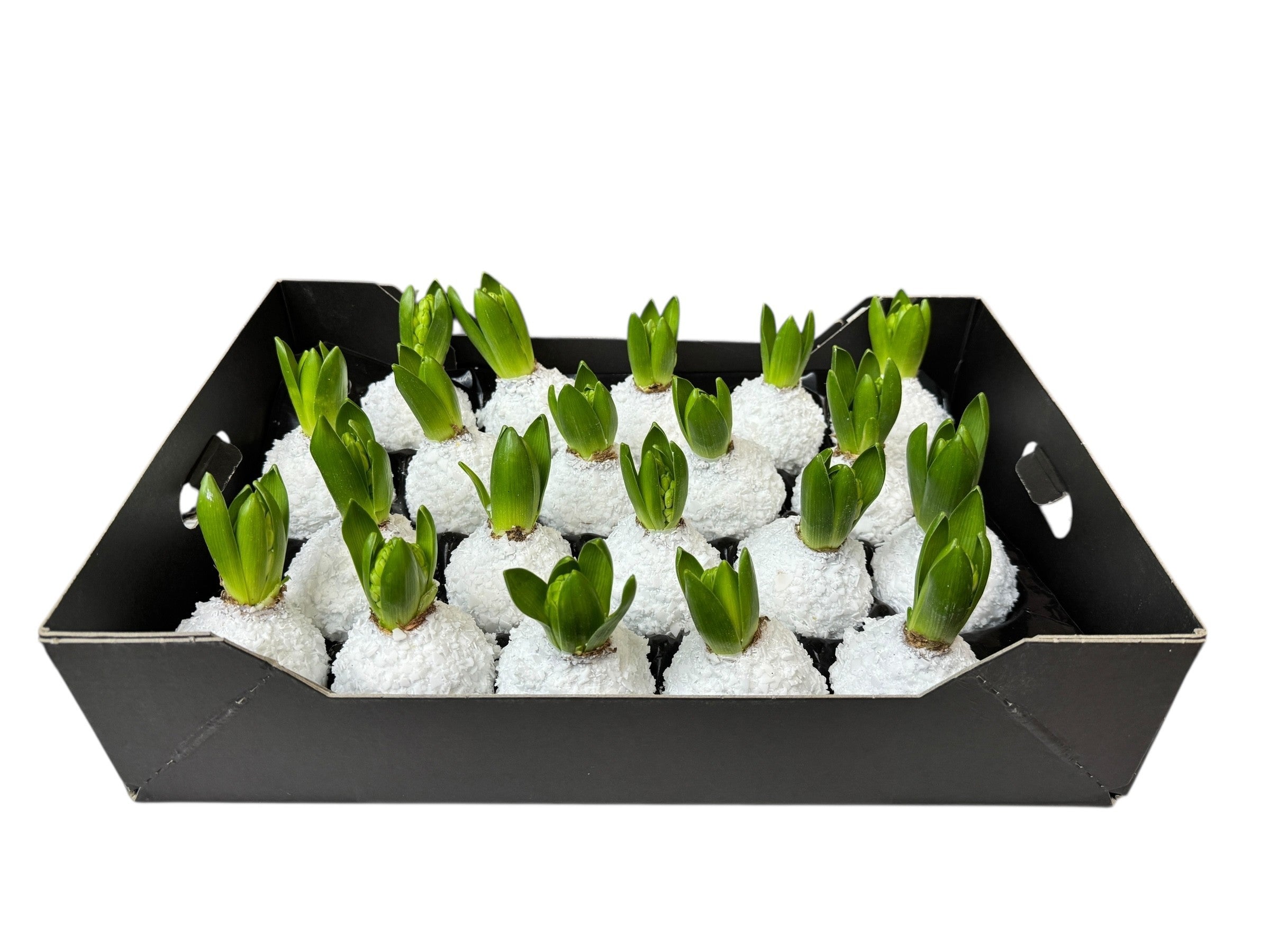 Sneeuw Hyacint Wit in tray