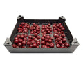 Wax Malusappel Bordeaux in tray