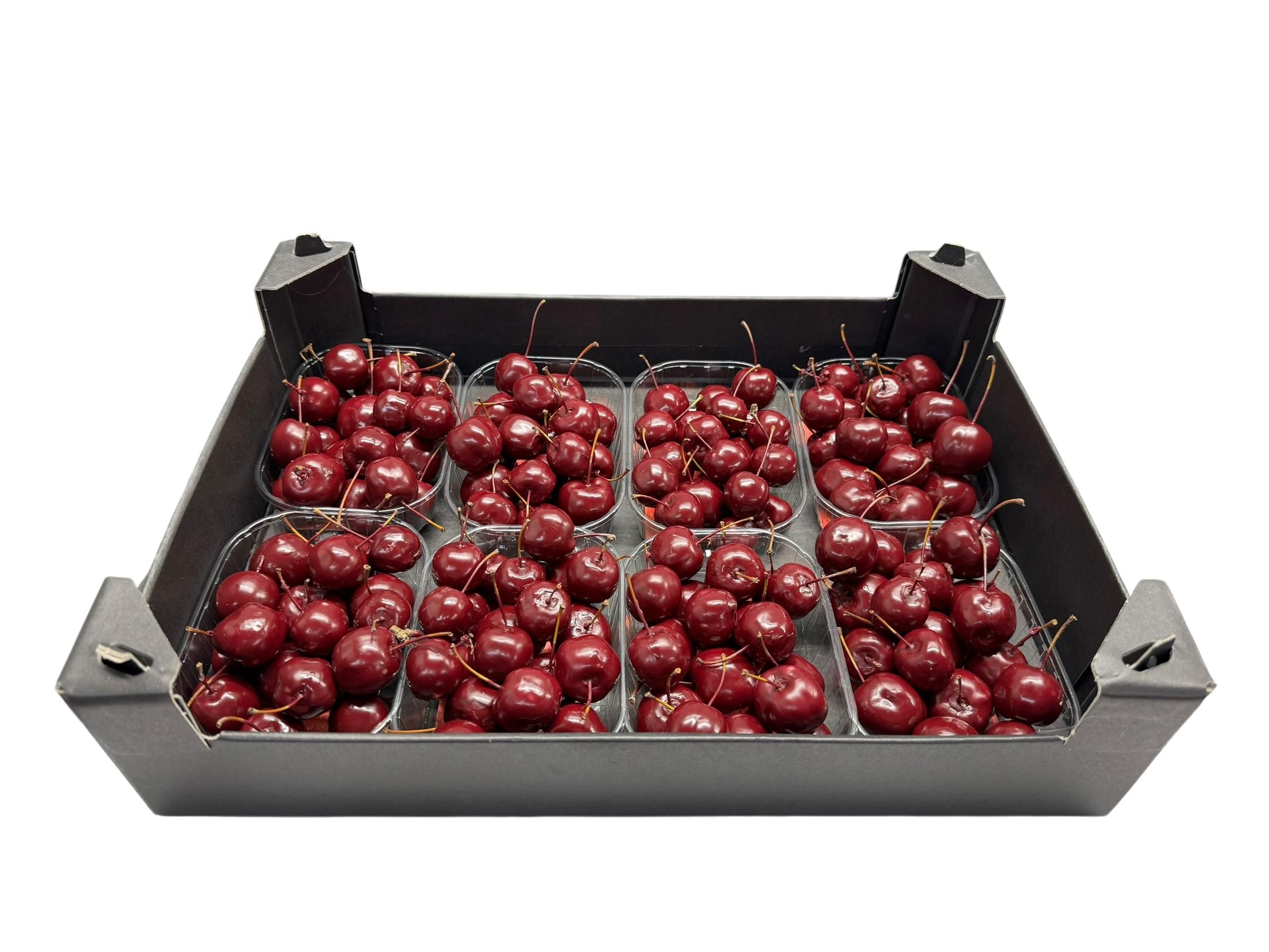 Wax Malusappel Bordeaux in tray