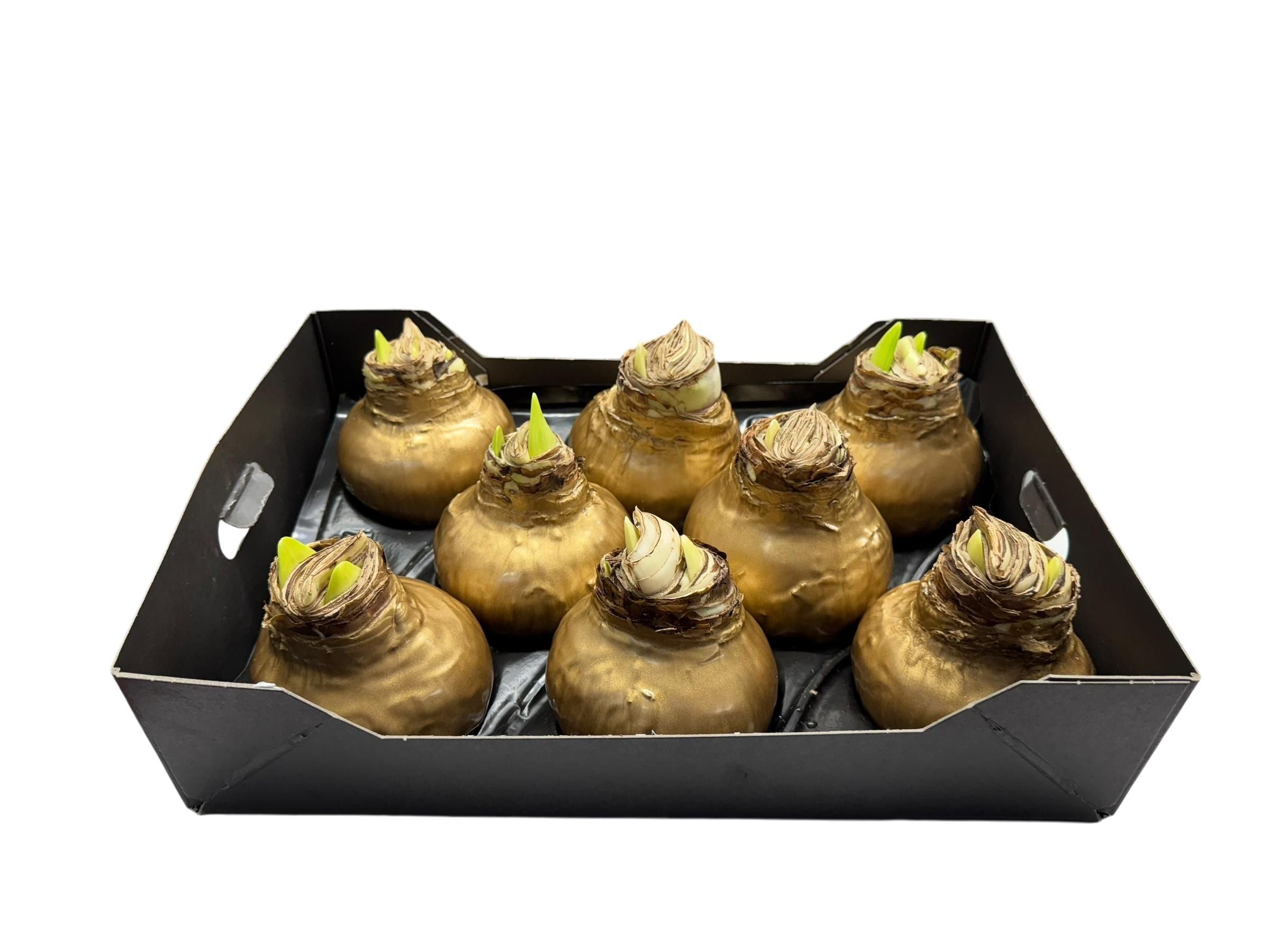 Wax Amaryllis Goud in tray