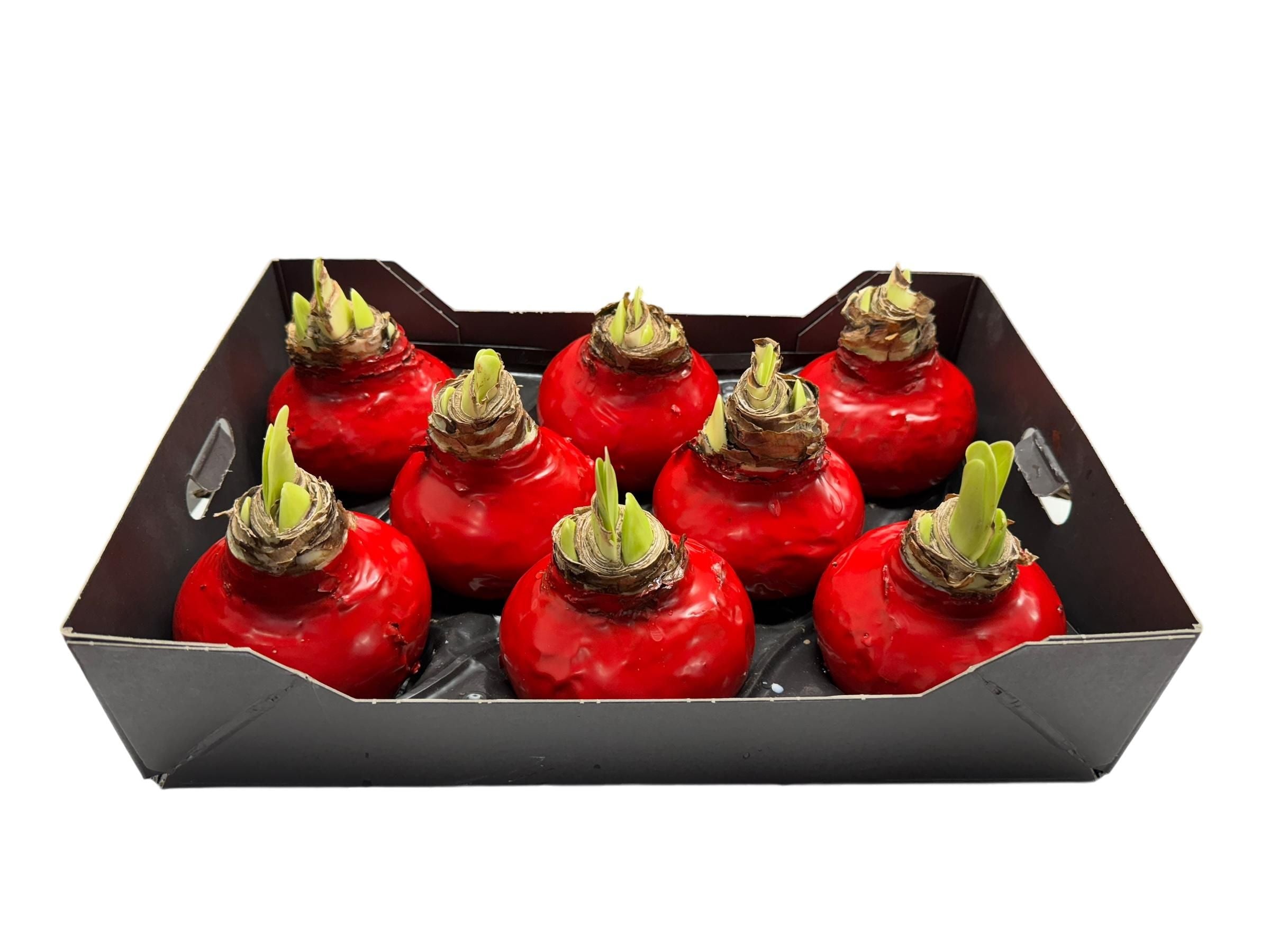 Wax Amaryllis Kerstrood in tray
