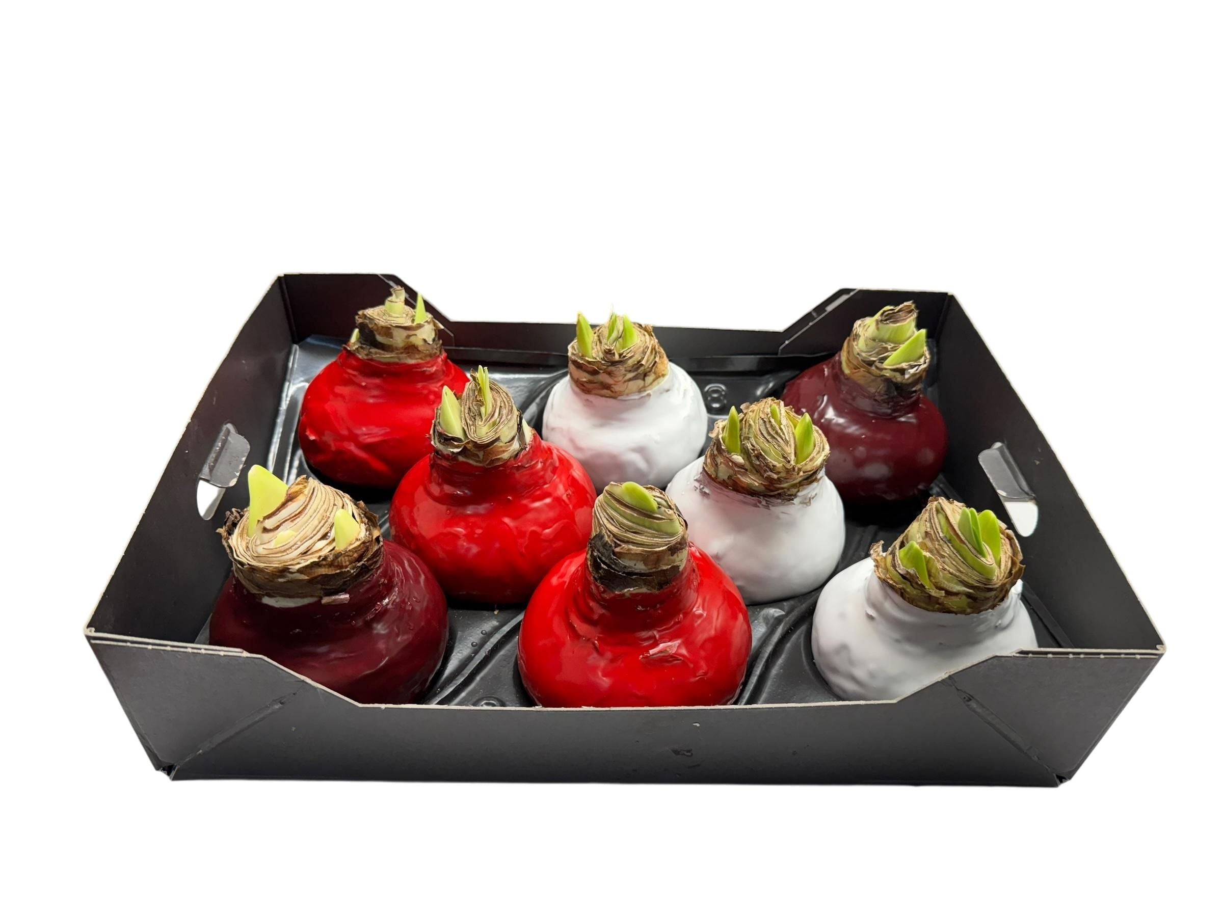Wax Amaryllis Mix in tray