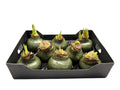 Wax Amaryllis Olijf in tray