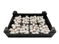 Wax Malusappel Wit in tray