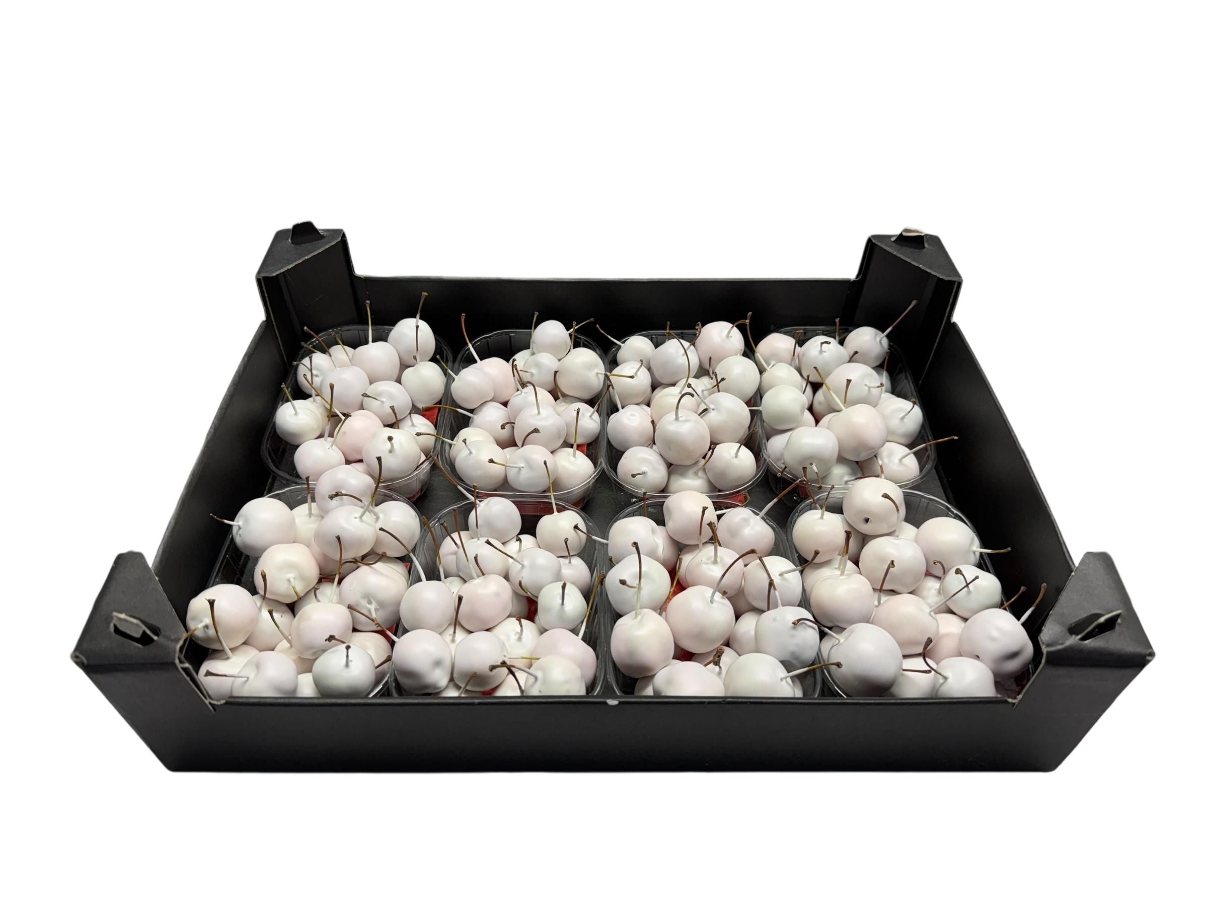 Wax Malusappel Wit in tray
